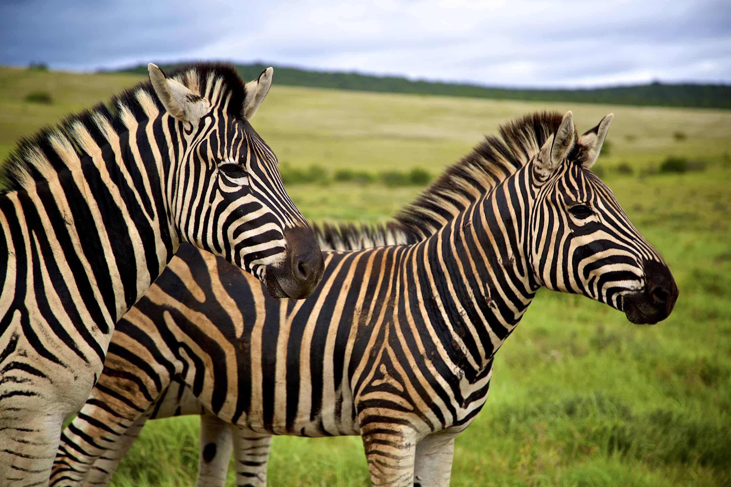 Addo Elephant Park _ Zebras