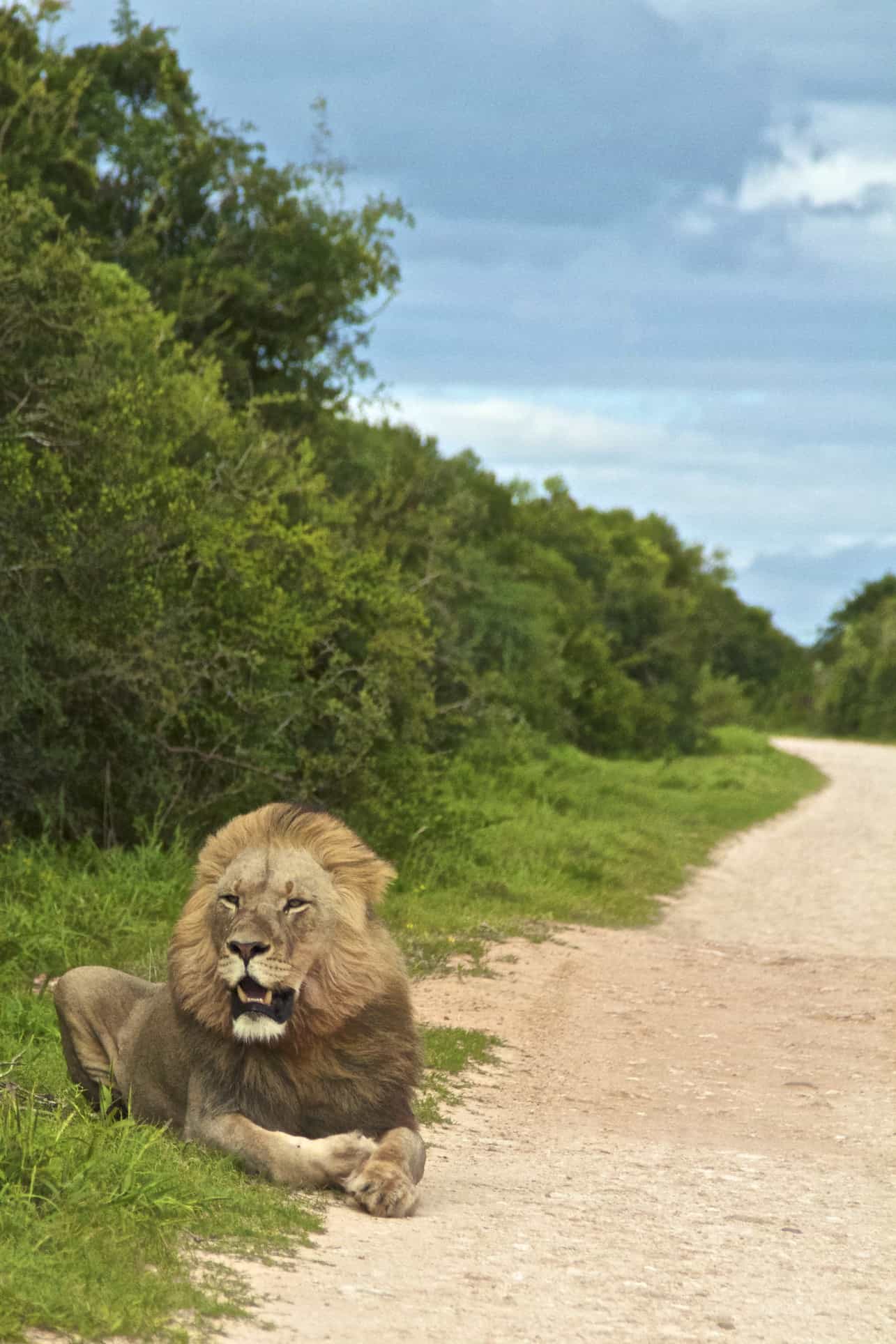 Addo Elephant Park_Lion