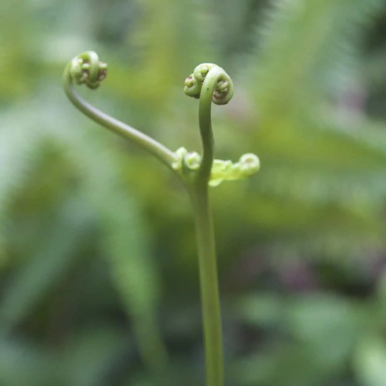 Fibonacci Sequence - balanced life in nature